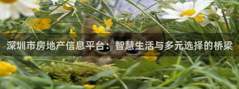 风暴娱乐实况：深圳市房地产信息平台：智慧生活与多元选择的桥梁