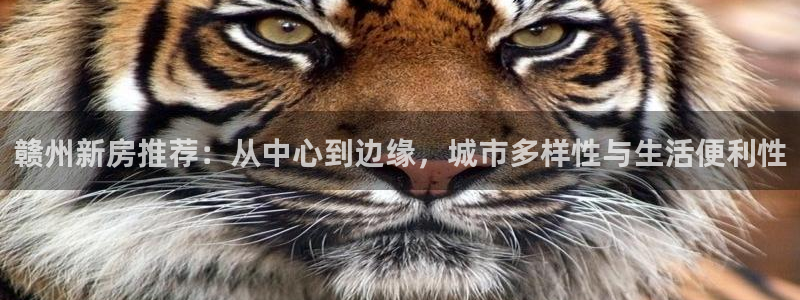 风暴娱乐派对：赣州新房推荐：从中心到边缘，城市多样性与生活便