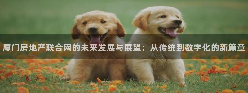 风暴娱乐汇：厦门房地产联合网的未来发展与展望：从传统到数字化