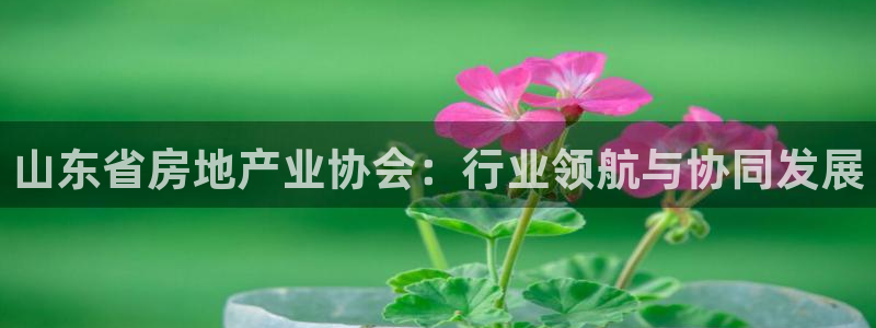 风暴娱乐官方网站：山东省房地产业协会：行业领航与协同发展